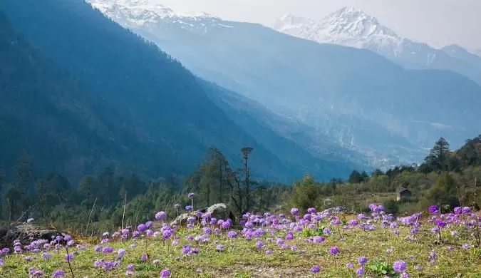 Yumthang Valley